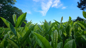 Close-up view of vibrant green tea leaves under a bright blue sky at Charleston Tea Garden, inviting visitors to explore the lush tea fields and learn about tea production.