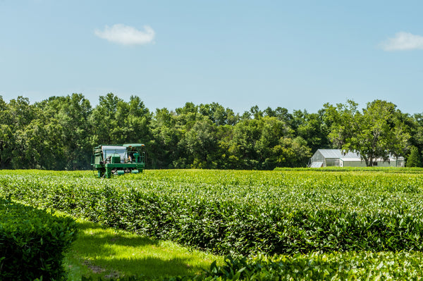 A photo of the Charleston Tea Garden tea farm in Charleston, SC. 