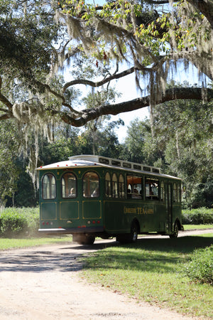 An image of a trolley taking a tour of Charleston Tea Garden, a tea farm and tea plantation in Charleston. 