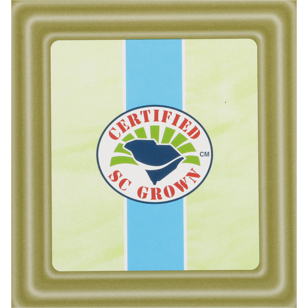 Square tin with a green and blue label featuring a "Certified SC Grown" emblem, representing locally sourced green tea from Charleston Tea Garden.