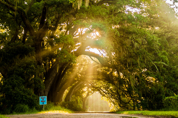 An image of oak trees at Charleston Tea Garden in Charleston, South Carolina. 